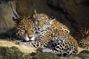 golden-2nd-img-300x200