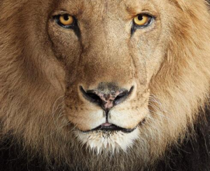 lion-300x244